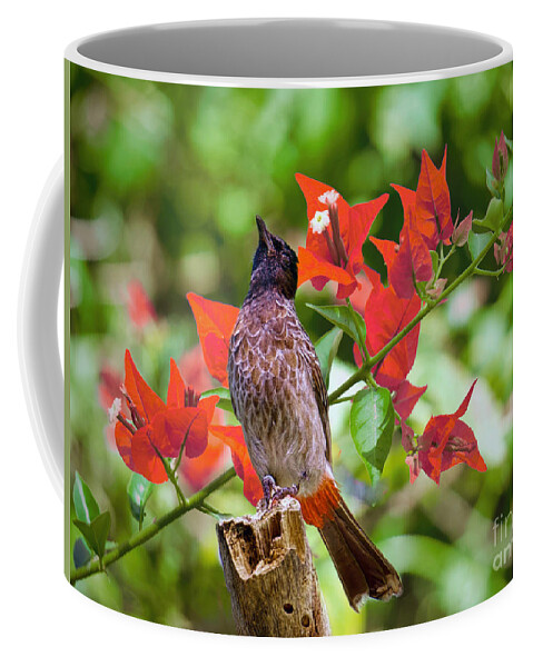Birds Coffee Mug featuring the photograph Perched Bulbil by Judy Kay