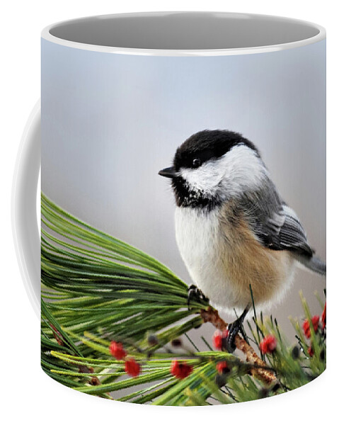 Chickadee Coffee Mug featuring the photograph Pine Chickadee by Christina Rollo