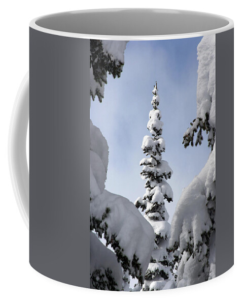 Snow Coffee Mug featuring the photograph Pine Framed in Powder by Brett Pelletier