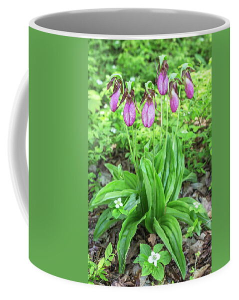 Pink Coffee Mug featuring the photograph Pink Lady Slippers by White Mountain Images