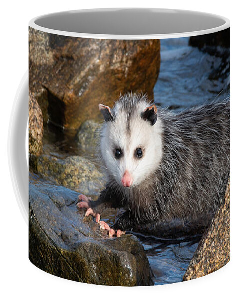 Opossum Coffee Mug featuring the photograph Pink Toes by Linda Bonaccorsi