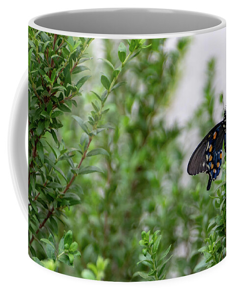 Butterfly Coffee Mug featuring the photograph Pipevine Swallowtail by Douglas Killourie