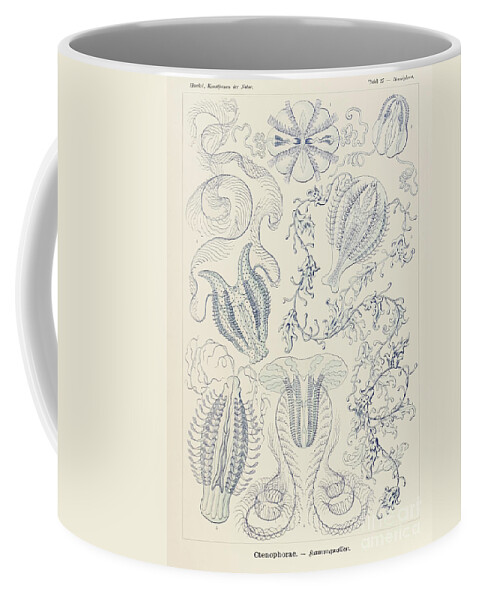 Ernst Haeckel Coffee Mug featuring the drawing Plate 27 Hormiphora Ctenophorae By Ernst Haeckel by Ernst Haeckel