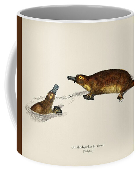 Australia Coffee Mug featuring the painting Platypus Ornithorhynchus Paradoxus illustrated by Charles Dessalines D' Orbigny 1806-1876 by Celestial Images
