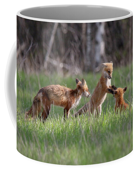 Red Fox Coffee Mug featuring the photograph Playful Fox Kits 2 by Brook Burling