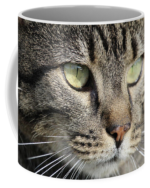 Kitty Coffee Mug featuring the photograph Portrait of a Barn Cat by Shana Rowe Jackson
