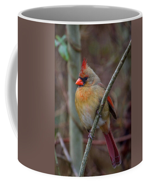 Birds Coffee Mug featuring the photograph Portrait of a Lady by Robert J Wagner