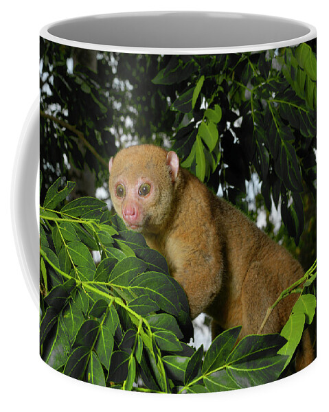 Potto (perodicticus Potto) In Tree, Togo. Captive. Coffee Mug by Daniel  Heuclin / Naturepl.com - Pixels