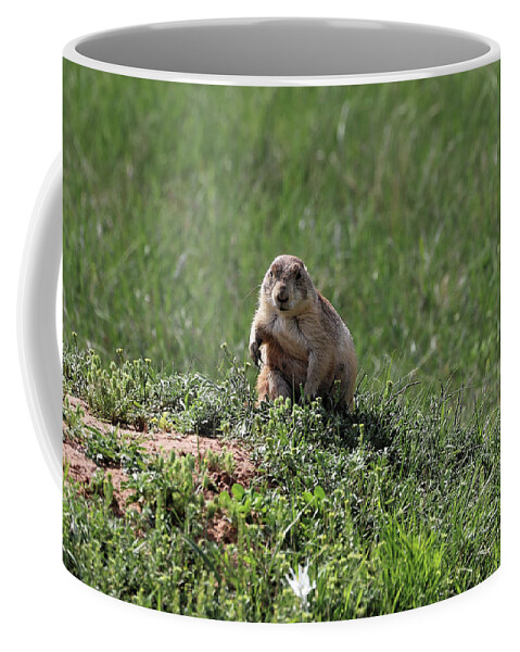 Prairie Dog Coffee Mug featuring the photograph Prairie Dog football stance by Doolittle Photography and Art