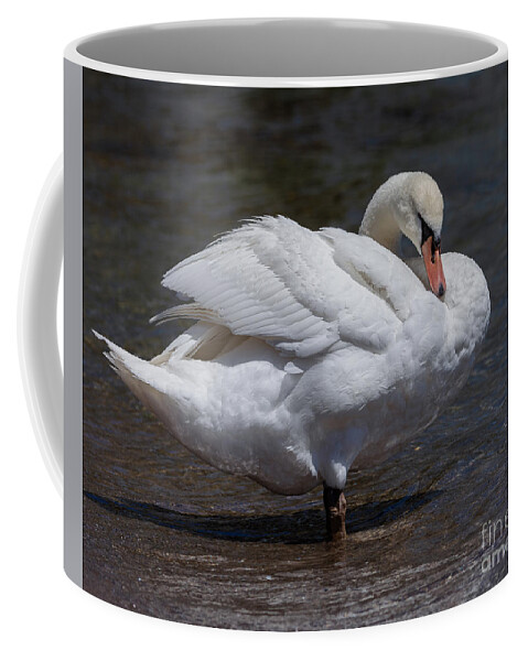 Photography Coffee Mug featuring the photograph Preening Swan by Alma Danison