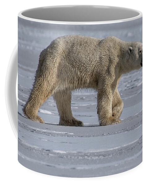 Bear Coffee Mug featuring the photograph Prowling Polar Bear by Mark Hunter