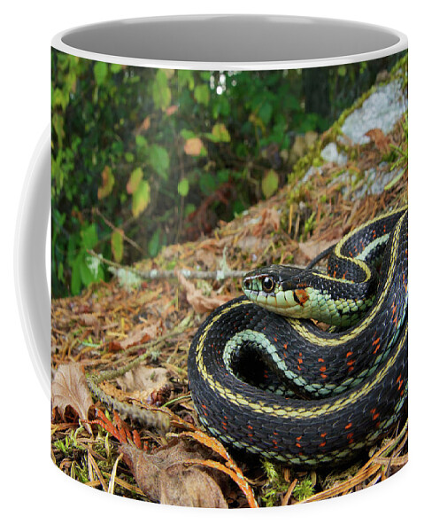 Disk1045 Coffee Mug featuring the photograph Puget Sound Garter Snake by James Christensen