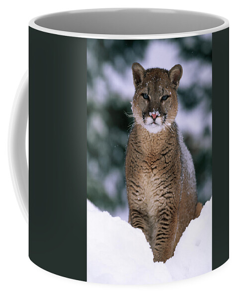 Animal Coffee Mug featuring the photograph Puma Or Cougar In Snow Felis Concolor by Nhpa
