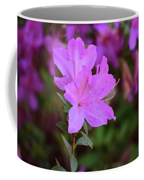 Flowers Coffee Mug featuring the photograph Purple Azaleas in Bloom by Nicole Lloyd