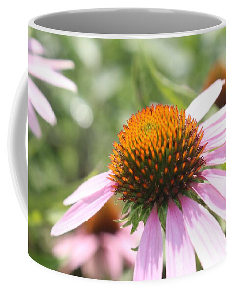 Purple Coffee Mug featuring the photograph Purple Coneflower Bloom and Petals by Christopher Lotito