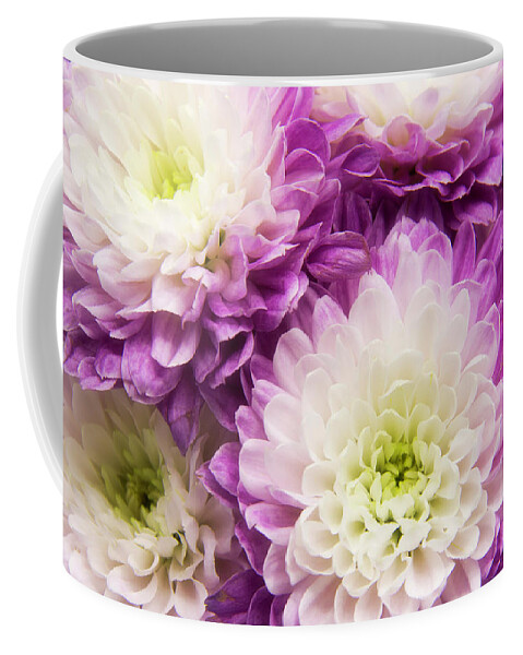 Purple Garden Mums Coffee Mug featuring the photograph Purple Garden Mums by Cindi Ressler