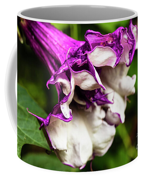 Brugmansia Coffee Mug featuring the photograph Purple Trumpet Flower by Raul Rodriguez