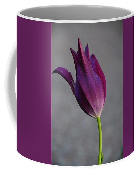  Coffee Mug featuring the photograph Purple Tulip by Susie Rieple