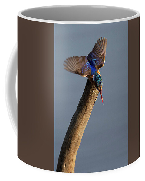 Pygmy Coffee Mug featuring the photograph Pygmy Kingfisher by Patrick Nowotny