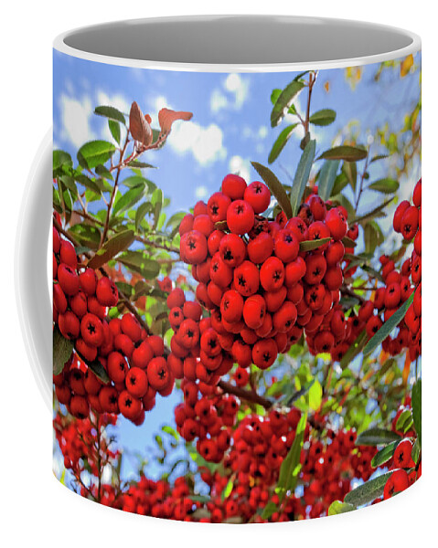 Berries Coffee Mug featuring the photograph Pyracantha Berries by Phil DEGGINGER