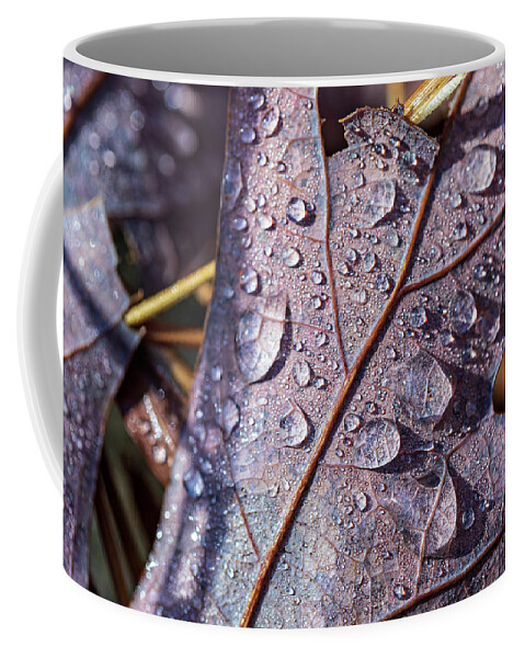 Poconos Coffee Mug featuring the photograph Nature Photography - Fall Leaves by Amelia Pearn
