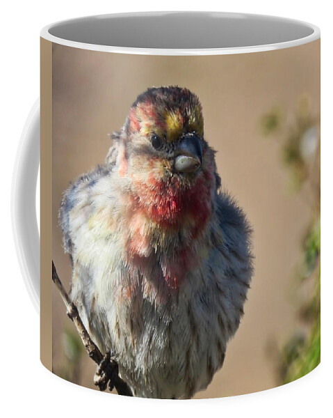 Arizona Coffee Mug featuring the photograph Rare Multicolored Male House Finch by Judy Kennedy