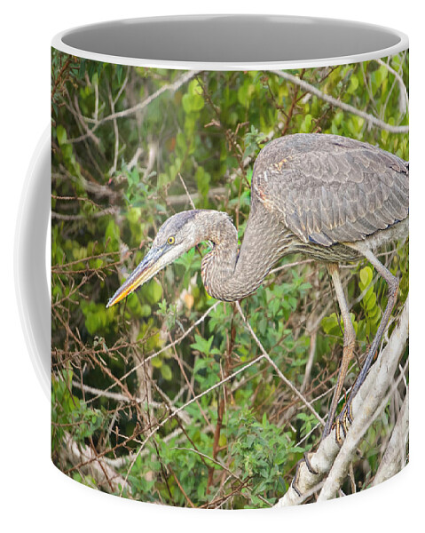 Everglades Birds Coffee Mug featuring the photograph Ready for Action by Judy Kay