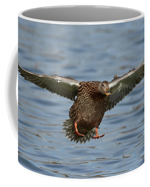 Ducks Coffee Mug featuring the photograph Ready For Landing by Robert WK Clark