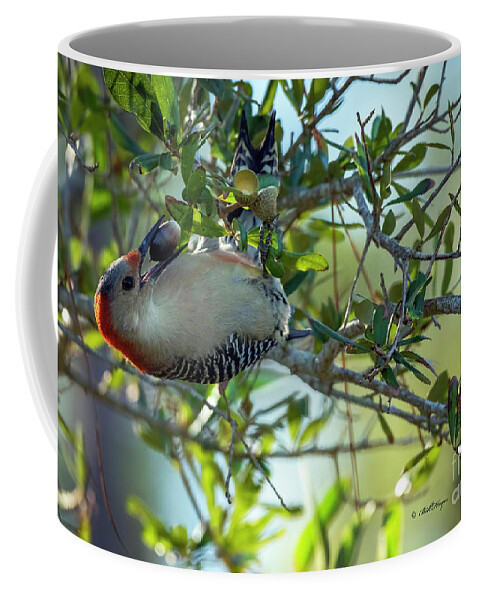 Woodpeckers Coffee Mug featuring the photograph Red-Bellied Woodpecker With Acorn by DB Hayes