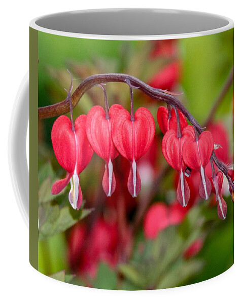 Macro Coffee Mug featuring the photograph Red Bleeding Hearts by Susan Rydberg