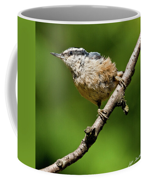 Animal Coffee Mug featuring the photograph Red Breasted Nuthatch by Jeff Goulden