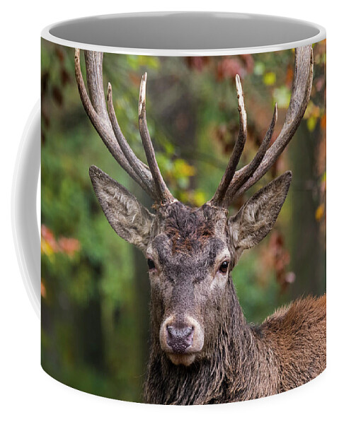 Red Deer Coffee Mug featuring the photograph Red Deer by Arterra Picture Library