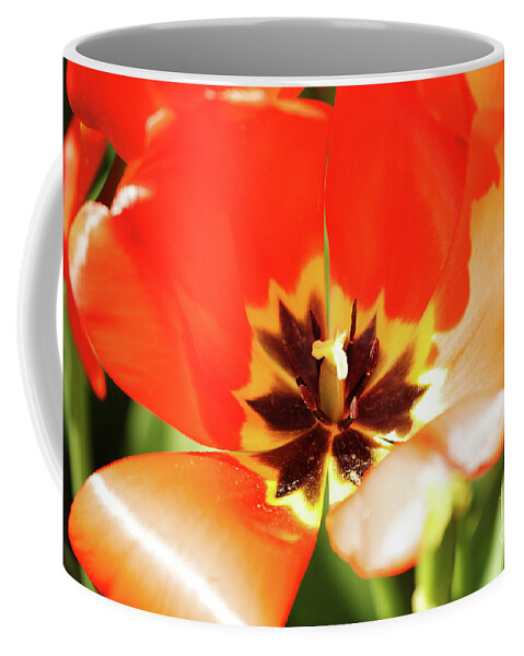Red Coffee Mug featuring the photograph Red Emporer Tulip by Rich Collins