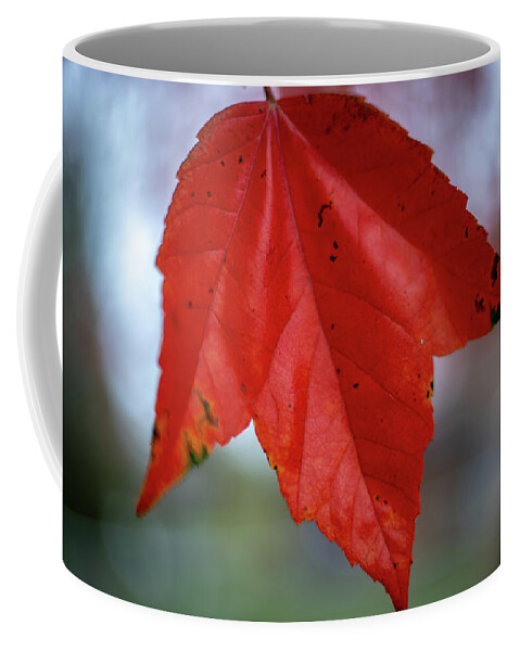 Leaf Coffee Mug featuring the photograph Red Fall Leaf by Laura Smith