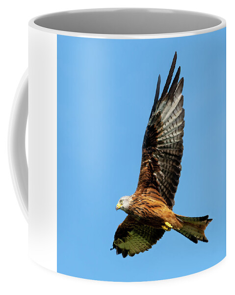 Red Kite Coffee Mug featuring the photograph Red Kite soaring by Steev Stamford