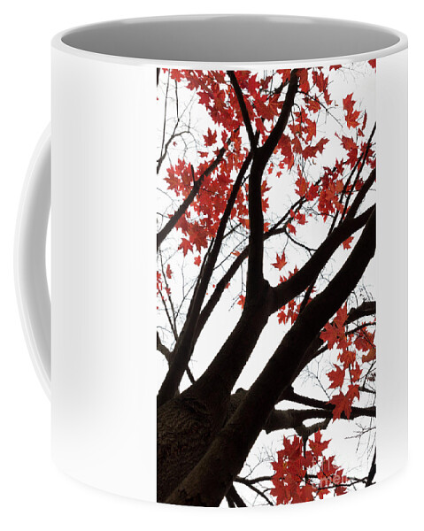 Fall Coffee Mug featuring the photograph Red Maple Tree by Ana V Ramirez