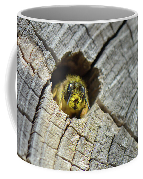 Potto (perodicticus Potto) In Tree, Togo. Captive. Coffee Mug by Daniel  Heuclin / Naturepl.com - Pixels