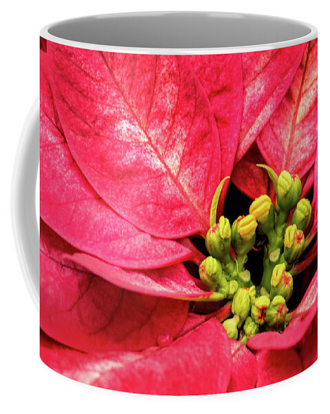 Flower Coffee Mug featuring the photograph Red Poinsettia by Don Johnson