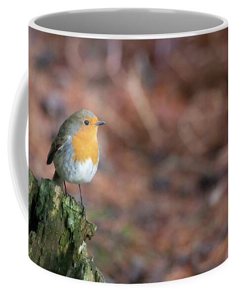 Robin Coffee Mug featuring the photograph Red Robin in the woods at Autumn by Anita Nicholson