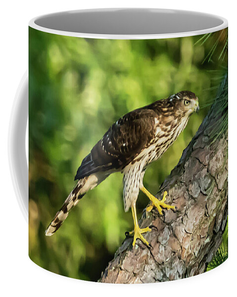 Bird Coffee Mug featuring the digital art Red Shouldered Hawk Looking for Prey by Ed Stines