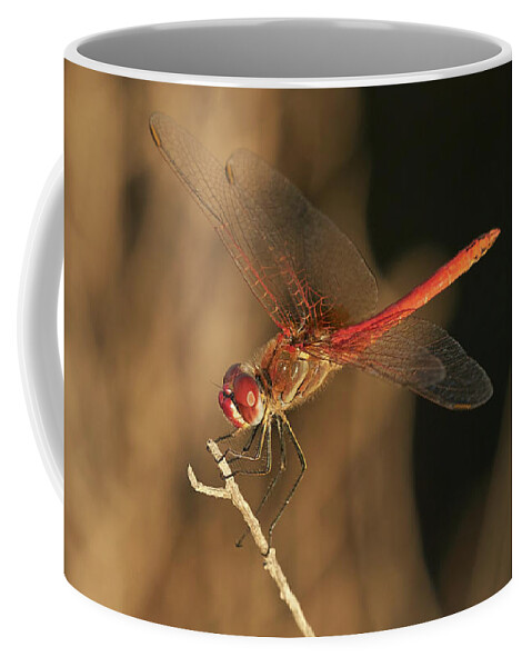 Striolatum Coffee Mug featuring the photograph Red-veined darter Dragonfly by Pablo Avanzini
