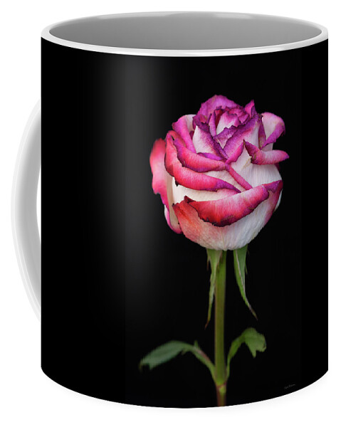Black Background Coffee Mug featuring the photograph Red White Rose by Crystal Wightman
