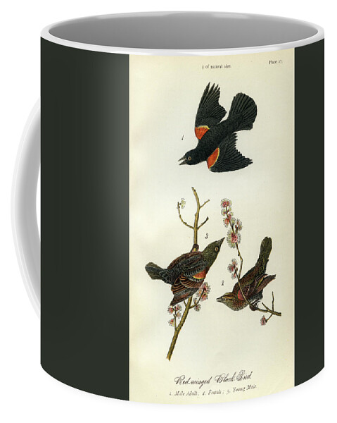 Bird Coffee Mug featuring the mixed media Red-Winged Black-Bird by Unknown
