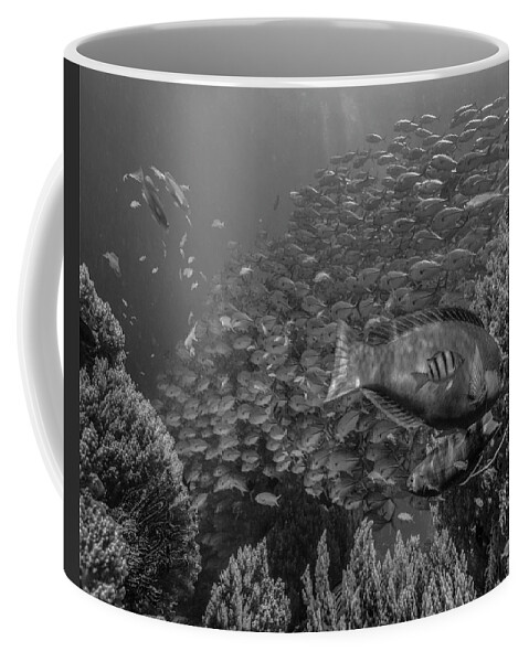Disk1215 Coffee Mug featuring the photograph Reef Fish Bohol Island Philippines by Tim Fitzharris