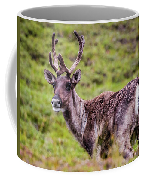 Reindeer Coffee Mug featuring the photograph Reindeer, Denali National Park, Alaska by Lyl Dil Creations