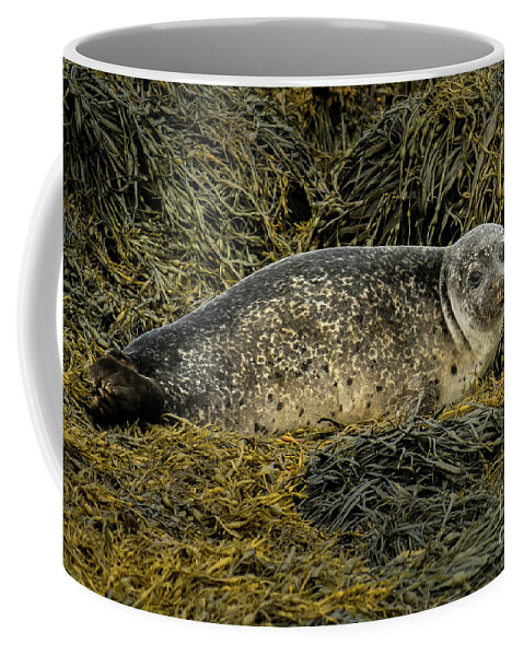 Animal Coffee Mug featuring the photograph Relaxing Common Seal At The Coast Near Dunvegan Castle On The Isle Of Skye In Scotland by Andreas Berthold