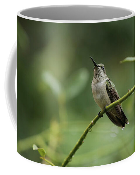 Ruby Throated Hummingbird Coffee Mug featuring the photograph Rest Stop by Stamp City