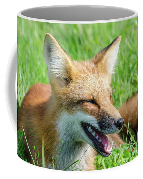 Cavendish Coffee Mug featuring the photograph Resting Red Fox by Douglas Wielfaert