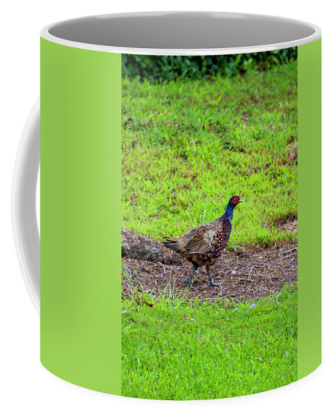 Pheasant Coffee Mug featuring the photograph Ring Necked Pheasant by Anthony Jones
