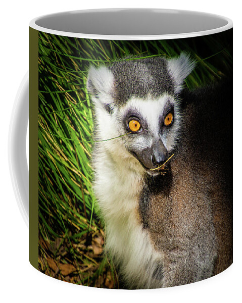 Madagascar Coffee Mug featuring the photograph Ring-Tailed Lemur by Donald Pash